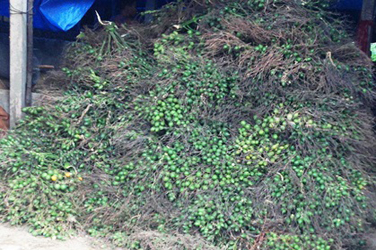 Bây giờ, ở các chợ cau có giá từ 30.000-50.000 đồng/kg.