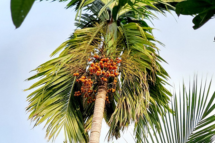 Quả cau cùng với lá trầu là thứ quen thuộc với các cụ hoặc sử dụng trong việc thờ cúng hoặc cưới hỏi.