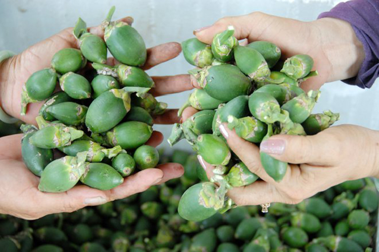 Ít ai biết được rằng, thứ quả này sơ chế, xuất ra nước ngoài để sản xuất kẹo lại có giá vô cùng đắt đỏ