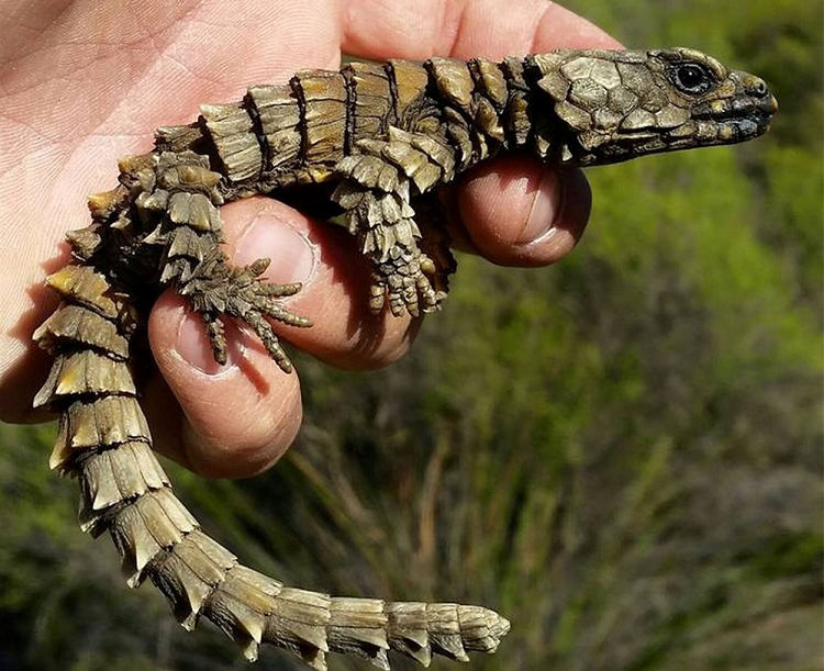 Nguoi dan ong phat hien 'rong thu nho' cuc hiem