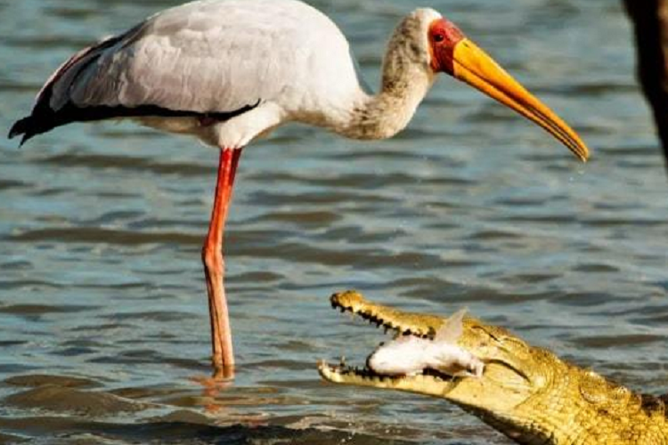 Co bao gan tho dau vao mieng ca sau gianh lai thuc an