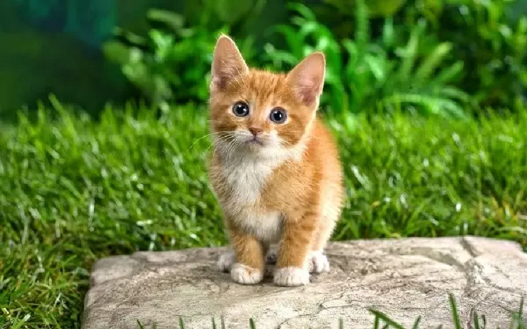 Cả một đời nhận được sự quan tâm, che chở của Phật tổ, vì thế họ nhất định có thể sống một cuộc sống với mọi điều tốt lành, tài vận hanh thông, phú quý giàu sang. 