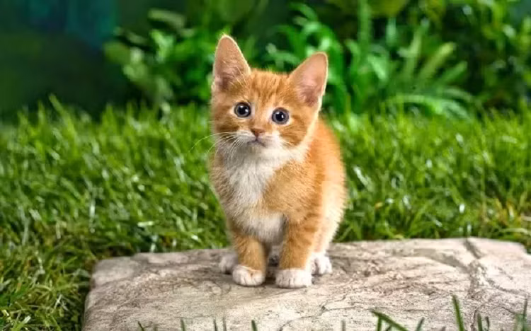 Cả một đời nhận được sự quan tâm, che chở của Phật tổ, vì thế họ nhất định có thể sống một cuộc sống với mọi điều tốt lành, tài vận hanh thông, phú quý giàu sang. 