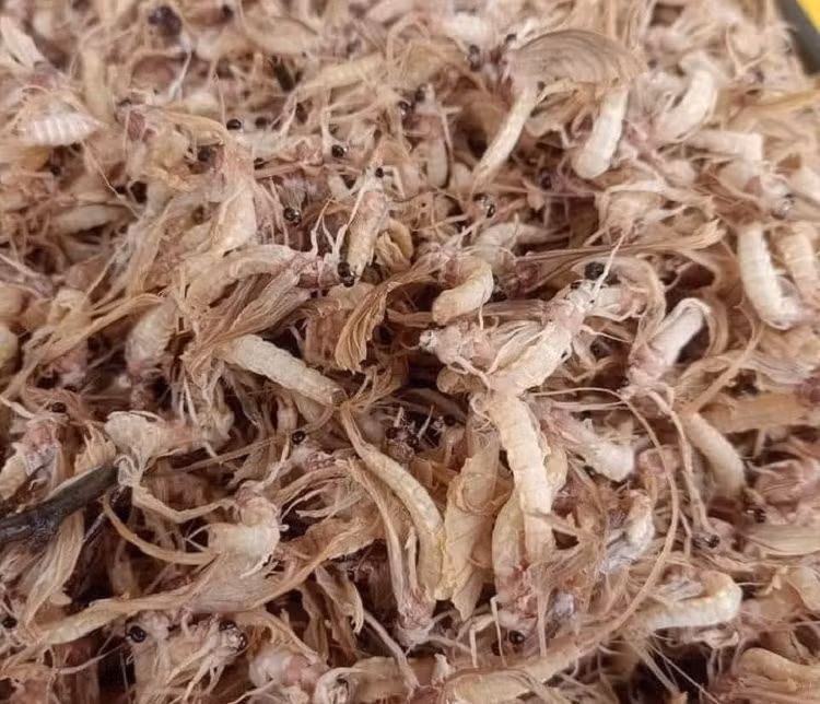 Di vot con trung vat vo ngoai song Hong, ngay kiem ca chuc trieu-Hinh-3