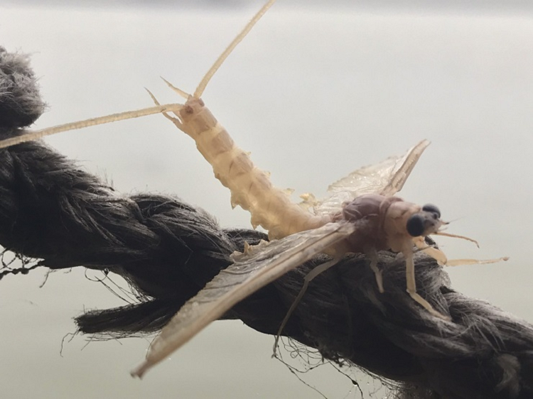 Di vot con trung vat vo ngoai song Hong, ngay kiem ca chuc trieu