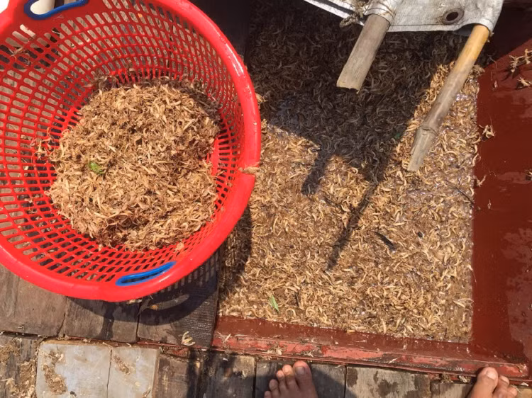 Di vot con trung vat vo ngoai song Hong, ngay kiem ca chuc trieu-Hinh-2