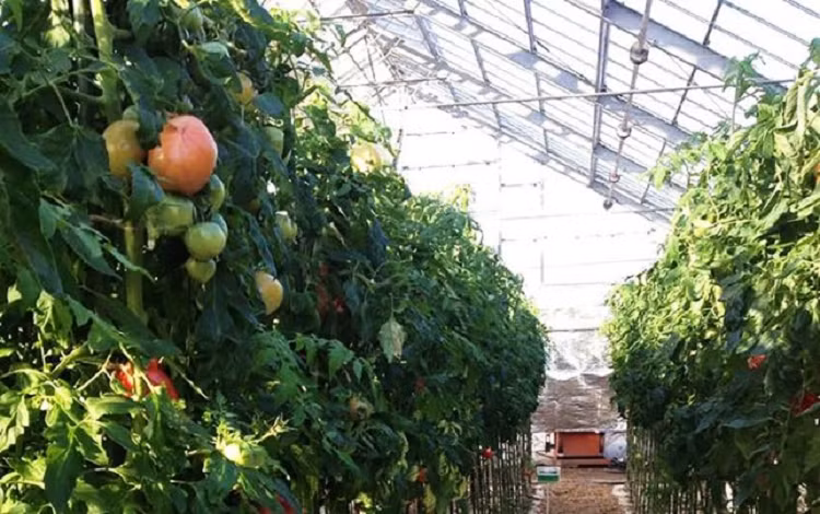 Da Lat thao do 72ha nha kinh, tra lai mang xanh cho rung-Hinh-3