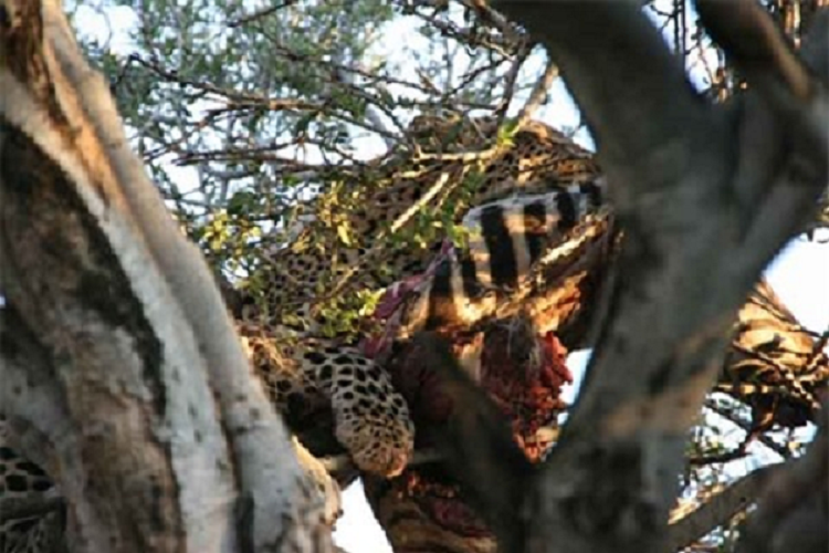 Su tu leo cay tan cong, bao dom danh bo chay giu mang song