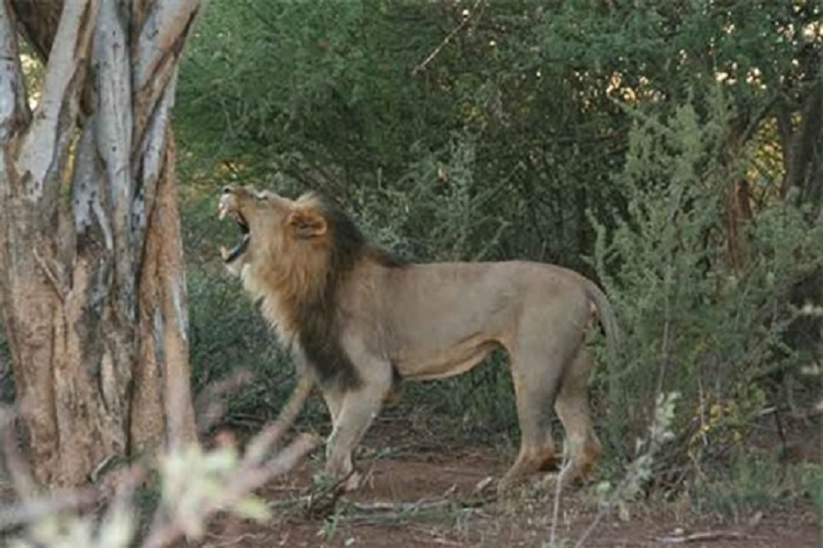 Su tu leo cay tan cong, bao dom danh bo chay giu mang song-Hinh-2