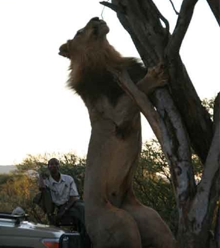 Su tu leo cay tan cong, bao dom danh bo chay giu mang song-Hinh-3