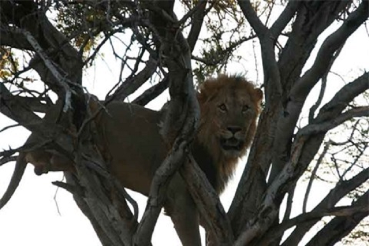 Su tu leo cay tan cong, bao dom danh bo chay giu mang song-Hinh-4