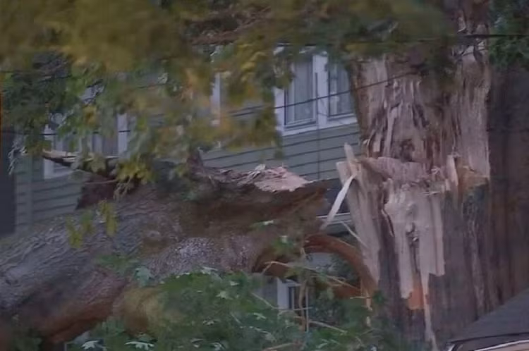 Cay co thu 200 nam tuoi bat ngo nut toac, do ra duong vi nong