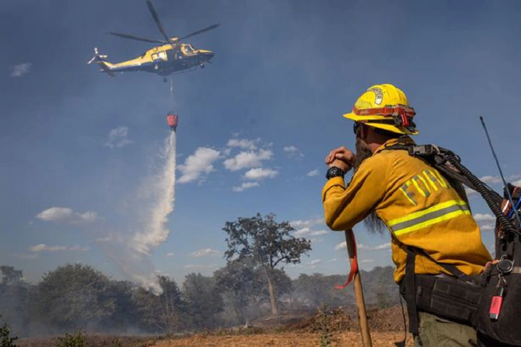 Cay co thu 200 nam tuoi bat ngo nut toac, do ra duong vi nong-Hinh-2