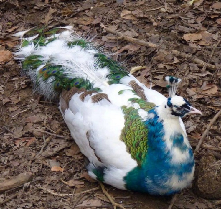 Chon nuoi loai “quy toc”, tien kiem ve dem moi tay