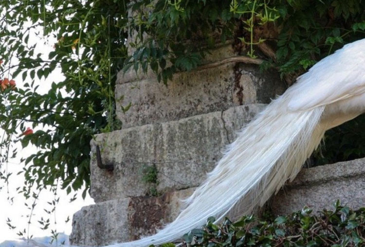 Chon nuoi loai “quy toc”, tien kiem ve dem moi tay-Hinh-3