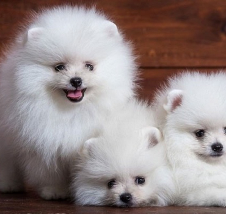 Chon nuoi loai “quy toc”, tien kiem ve dem moi tay-Hinh-6