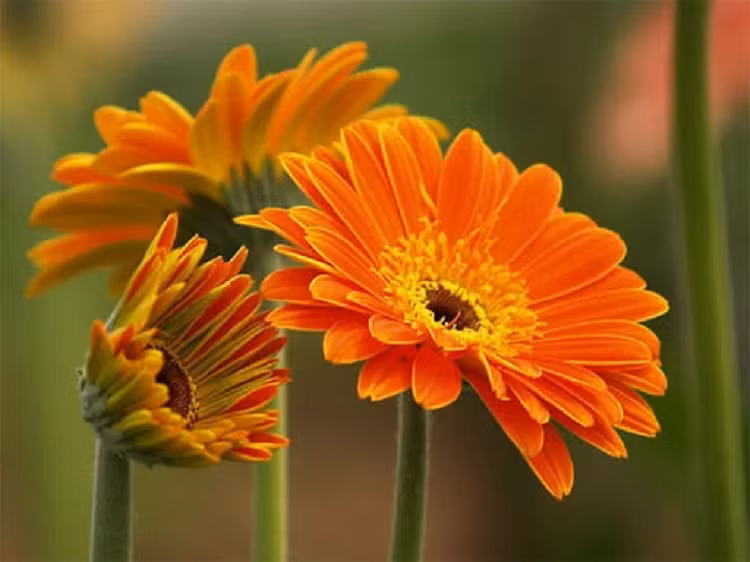 Dau nam mua 6 loai hoa nay cung via Than Tai de them loc la-Hinh-2