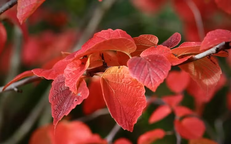 Nguoi tuoi Ngo sinh thang Am lich nay song ngay thang, long tot duoc hoi bao