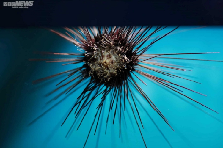 Man nhan voi dai duong ca o Bao tang Hai duong hoc Nha Trang-Hinh-6