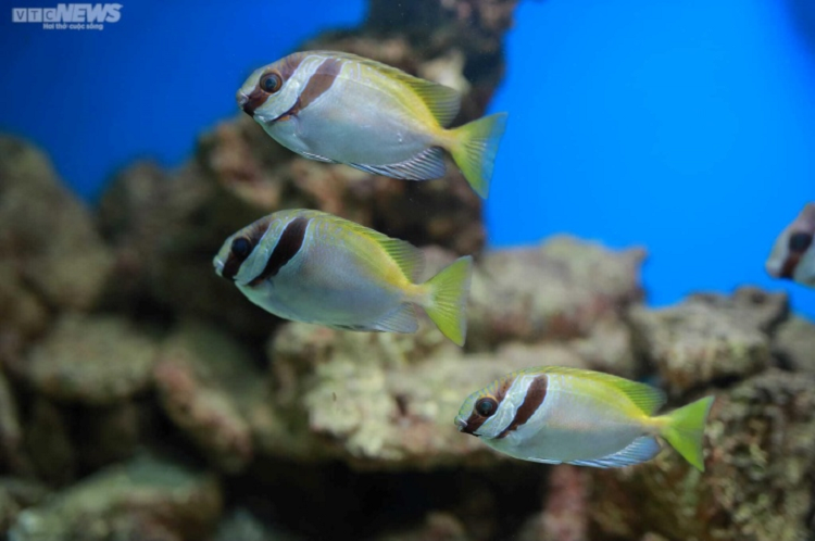 Man nhan voi dai duong ca o Bao tang Hai duong hoc Nha Trang-Hinh-10