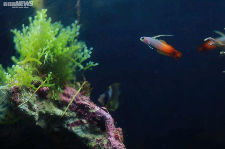 Man nhan voi dai duong ca o Bao tang Hai duong hoc Nha Trang-Hinh-8