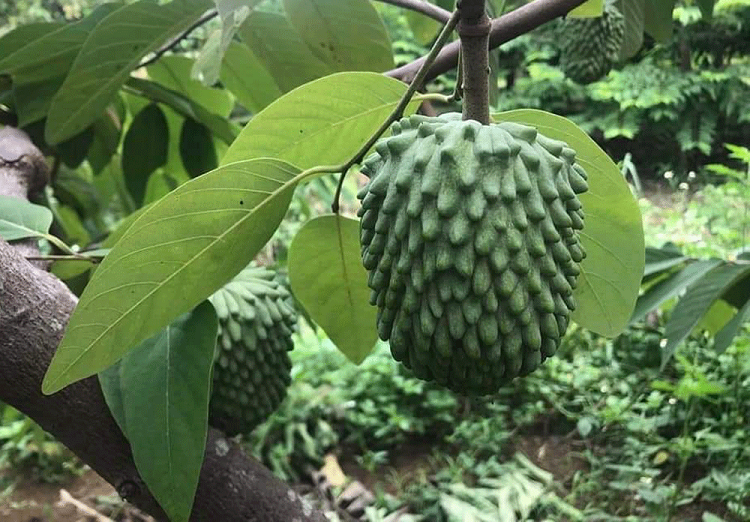 Trong na khong lo thom mui sau rieng, vu dau trung ngay 14 ty-Hinh-3