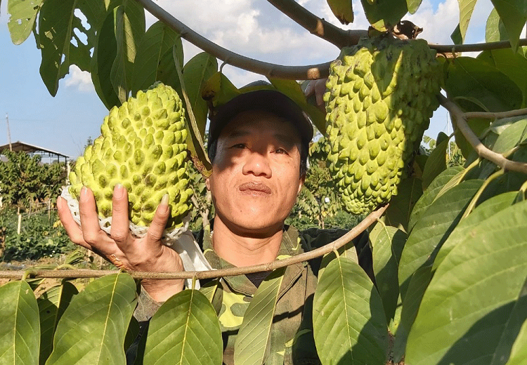 Trong na khong lo thom mui sau rieng, vu dau trung ngay 14 ty-Hinh-5