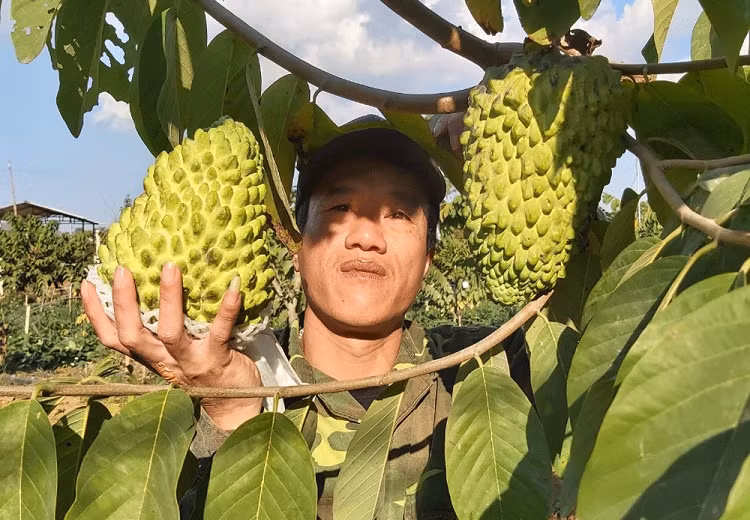 Trong na khong lo thom mui sau rieng, vu dau trung ngay 14 ty-Hinh-5