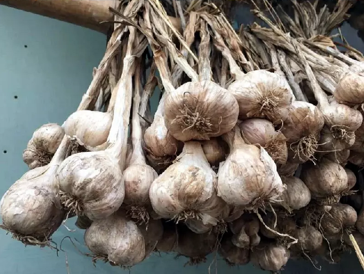 Đặt củ tỏi trong nhà. Bạn có thể đặt củ tỏi ở bất cứ vị trí nào trong nhà như phòng ngủ, nhà bếp, phòng khách là có thể bảo vệ căn nhà khỏi ma quỷ. Hoặc bạn có thể trồng một chậu tỏi nhỏ để trang trí trong nhà cũng mang đến công dụng tương tự.