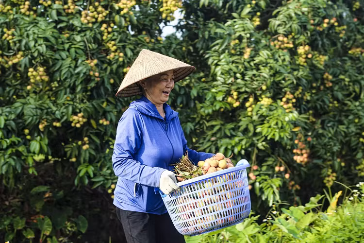 Hai Duong mo vuon vai, khai vu xuat ban 60 nghin tan dac san-Hinh-4