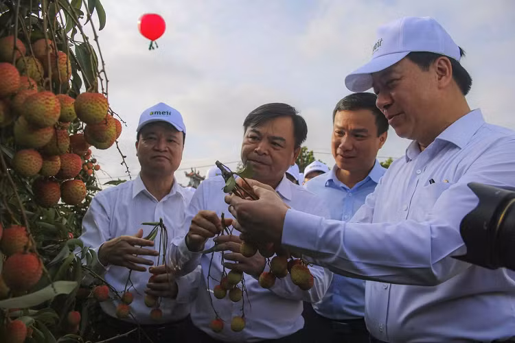 Hai Duong mo vuon vai, khai vu xuat ban 60 nghin tan dac san