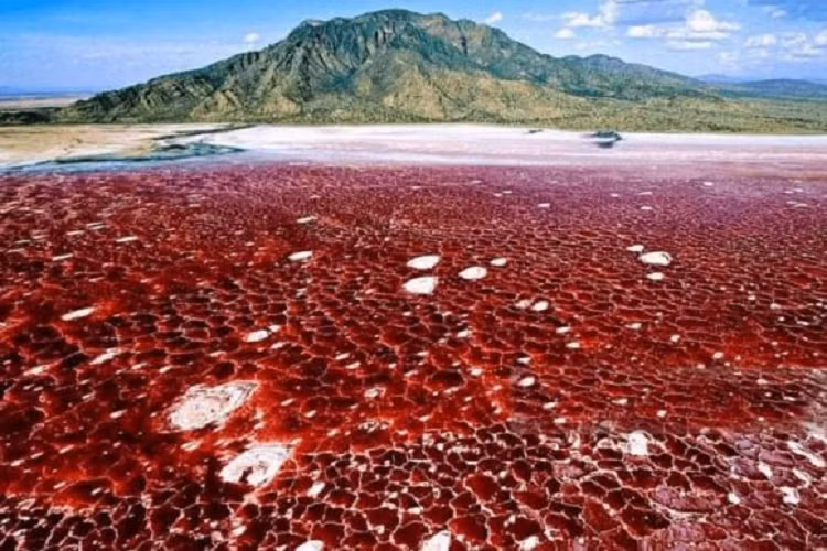 'Ho tu than' tren luc dia chau Phi co the truc tiep voi hoa dong vat-Hinh-2