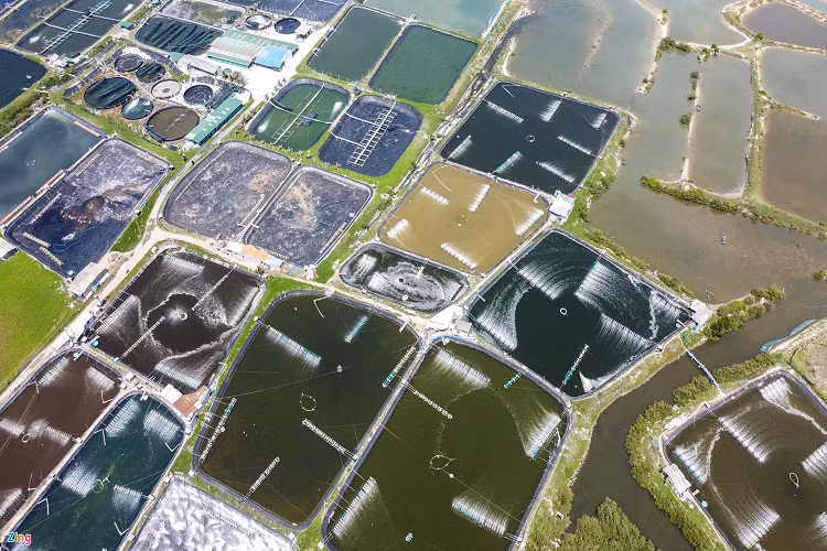 Ngoài hệ sinh thái rừng ngập mặn, rừng bần, hiện có hàng trăm héc-ta mặt nước hai bên tỉnh lộ 651 được người dân tạo đìa nuôi thủy sản. Nhìn từ trên cao, các đìa nuôi thủy sản (chủ yếu là tôm thẻ chân trắng) như một bức tranh thủy mặc tuyệt đẹp, du khách có thể trực tiếp tham quan, chụp ảnh check-in. 