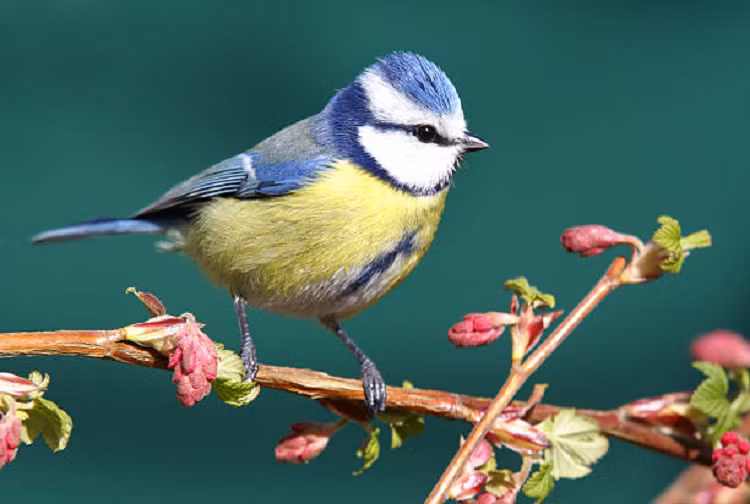 Ai sinh ngay Am lich nay khong thieu tai loc, su nghiep thanh cong-Hinh-4