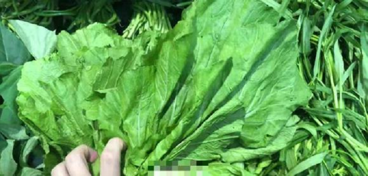 4 loại rau có hàm lượng canxi cao hơn cả sữa, mua về nấu cho trẻ ăn, xương chắc khỏe, chiều cao vượt trội - Hình 3 4 loai rau co ham luong canxi cao hon ca sua, mua ve nau cho tre an, xuong chac khoe, chieu cao vuot troi-Hinh-3