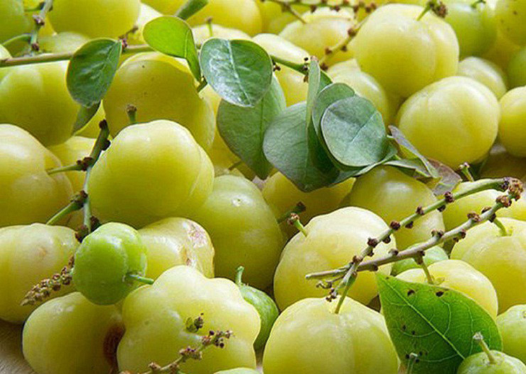 Thu qua dai moc quanh bo rao, chua loet gio la dac san-Hinh-2