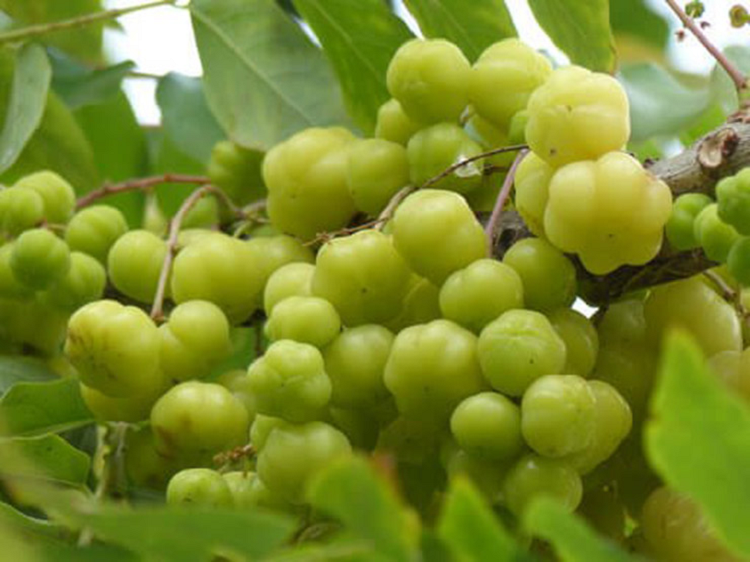 Thu qua dai moc quanh bo rao, chua loet gio la dac san-Hinh-6