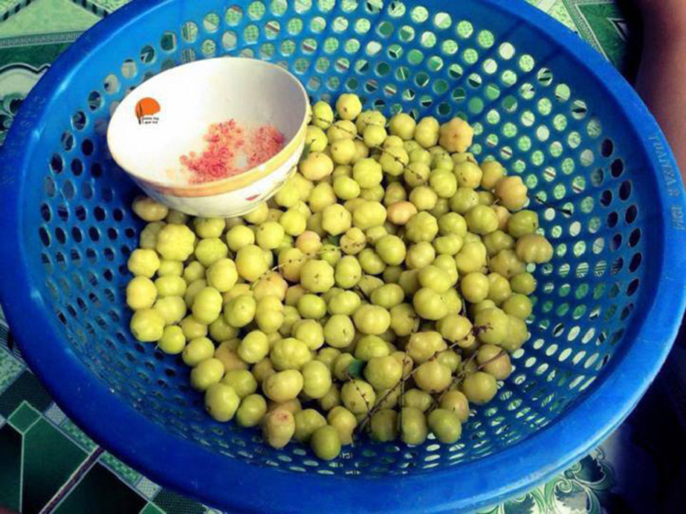 Thứ quả dại mọc quanh bờ rào, chua loét giờ là đặc sản Thu qua dai moc quanh bo rao, chua loet gio la dac san