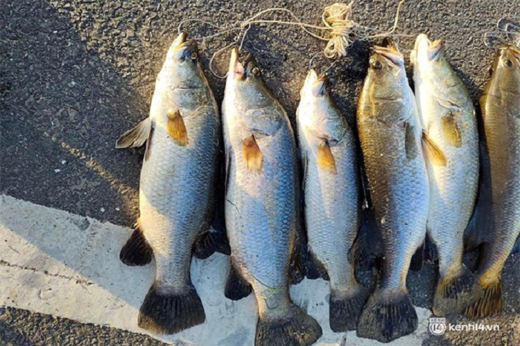 Những con trắm vược "khổng lồ" mà các "cần thủ" tại Quảng Nam câu được trong ngày đầu năm mới đang thu hút sự chú ý của đông đảo mọi người.