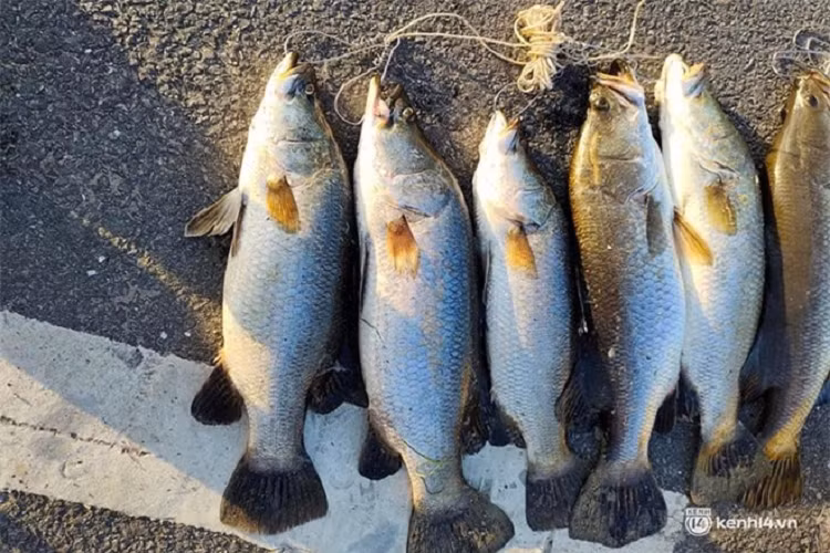 Những con trắm vược "khổng lồ" mà các "cần thủ" tại Quảng Nam câu được trong ngày đầu năm mới đang thu hút sự chú ý của đông đảo mọi người.