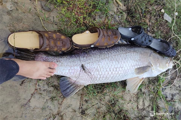 "Đây đã là con 'thủy quái' thứ 9 mà tôi câu được trên sông Trtường Giang trong 4 ngày qua", anh Thông nói và cho biết có nhiều người đi đường hỏi mua với giá con cá này với giá 2 triệu đồng nhưng anh không bán, mà mang về nhà chia người thân, bạn bè.