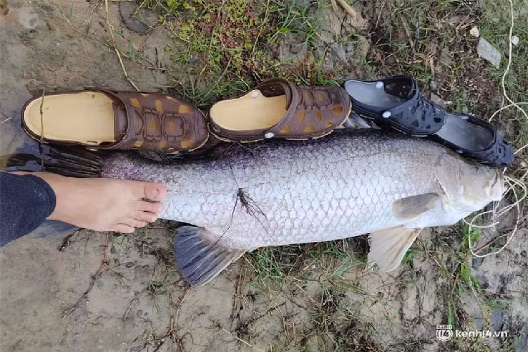 "Đây đã là con 'thủy quái' thứ 9 mà tôi câu được trên sông Trtường Giang trong 4 ngày qua", anh Thông nói và cho biết có nhiều người đi đường hỏi mua với giá con cá này với giá 2 triệu đồng nhưng anh không bán, mà mang về nhà chia người thân, bạn bè.