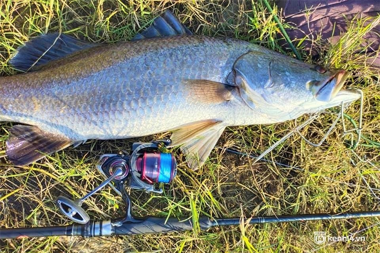 Cá vược sống cả trong nước mặn lẫn nước ngọt. Chúng có chiều dài trung bình khoảng 200cm, nhiều con có kích thước khổng lồ, có cân nặng từ 50-70kg nên thường được các "cần thủ" đã ví như là thủy quái trên sông Trường Giang.