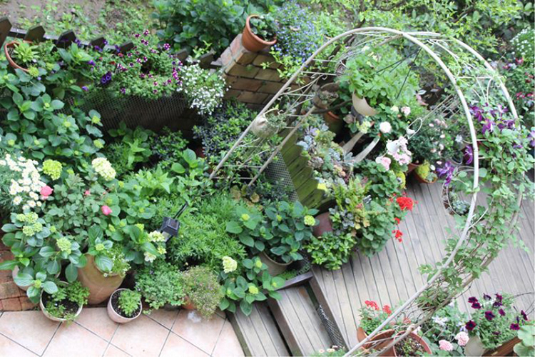 Đúng như vậy, sau 3 năm dày công chăm sóc, chị Linh đã biến mảnh đất dài hẹp đó thành một khu vườn xanh mướt 4 mùa vô cùng hấp dẫn. Có thể thấy chị Linh đã dành không ít công sức và thời gian để cải tạo lại mảnh vườn này.