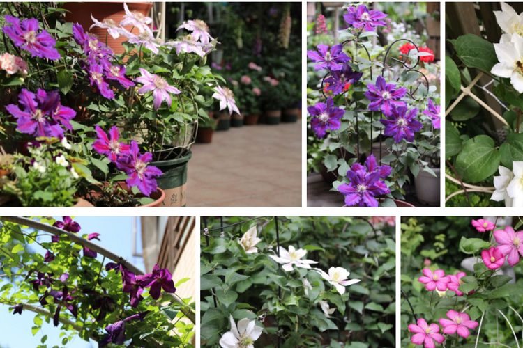 Với chị Linh thì hoa phong lữ cũng không có gì quá nổi bật nhưng điều làm chị ấn tượng chính bởi thời gian nở hoa lâu dài của loài hoa này. Nhờ sự có mặt của những cây hoa phong lữ mà khu vườn của chị Linh bốn mùa luôn tràn đầy sức sống. 