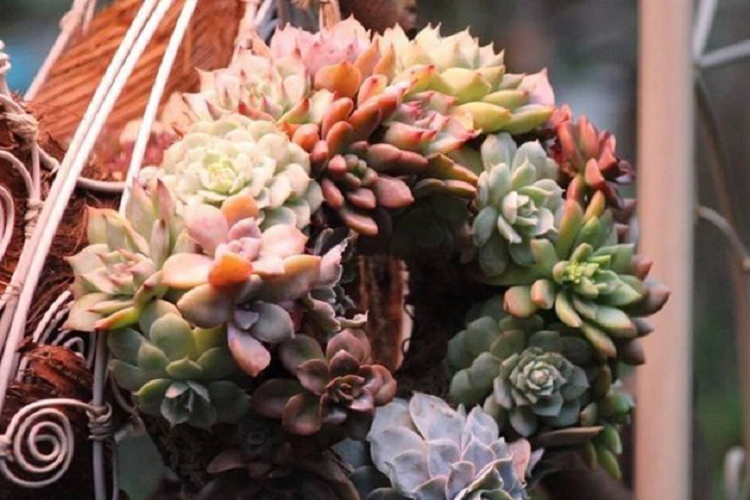 Chị Linh dành một góc vườn để chăm sóc những cây xương rồng khác nhau. Đây chính là điểm sáng của khu vườn khi tiết trời chuyển sang mùa đông. Nhiều người nhìn ảnh chụp bên trong những khu vườn rực rỡ sắc hoa thì nghĩ rằng làm vườn là một công việc nhàn nhã, nhẹ nhàng nhưng chỉ có những người trong cuộc mới cảm thụ được đằng sau vẻ đẹp đó chính là những giọt mồ hôi khó nhọc. Nhưng dù có phải đổ mồ hôi, tốn sức thì chỉ cần nhìn thấy những bông hoa nở trong mắt thì mọi mệt mỏi đều tan biến, chỉ còn lại vẻ đẹp trong lòng. 