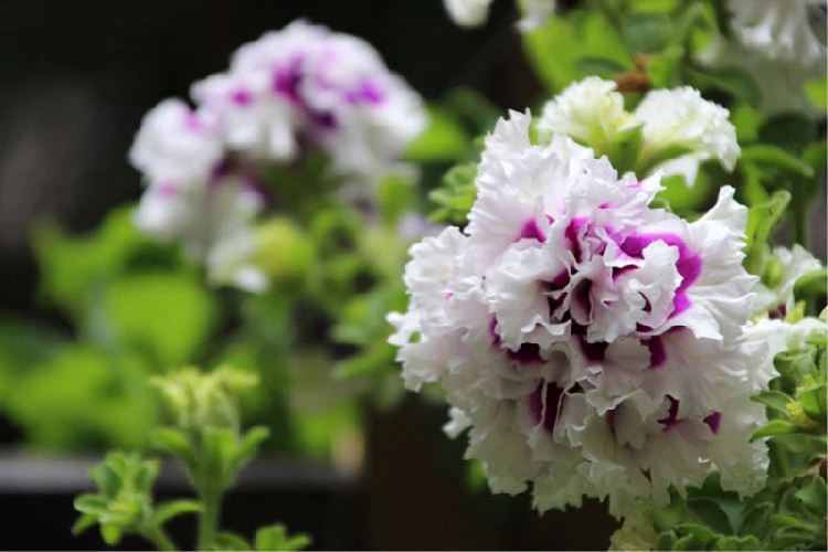 Cẩm tú cầu là một trong những giống cây yêu thích nhất của chị Linh. Màu sắc đa dạng, dễ chăm sóc, thời gian nở hoa cũng khá dài. Theo chị Linh thì là con gái khó ai có thể cưỡng nổi vẻ đẹp mong manh, thơ mộng của loài hoa này.