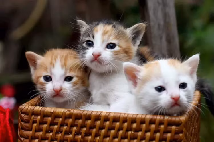 4 tuoi 'ho moc them canh', cong thanh danh toai 12 ngay toi