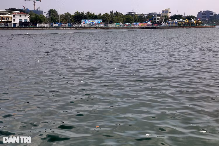 Ca chet nhieu noi khap mat nuoc ho Tay-Hinh-13