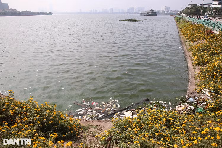 Ca chet nhieu noi khap mat nuoc ho Tay-Hinh-11